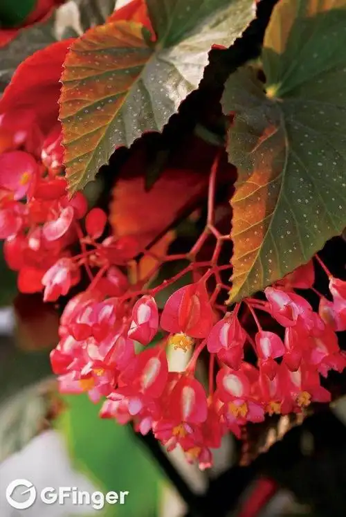 竹节海棠的一种,具体细分的小名字不清楚.