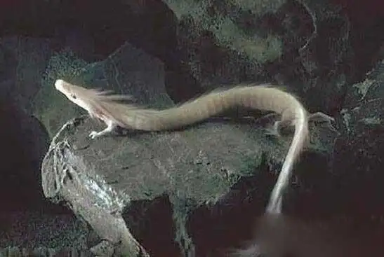 解密近代坠龙事件真龙现身子虚乌有还是真有其事