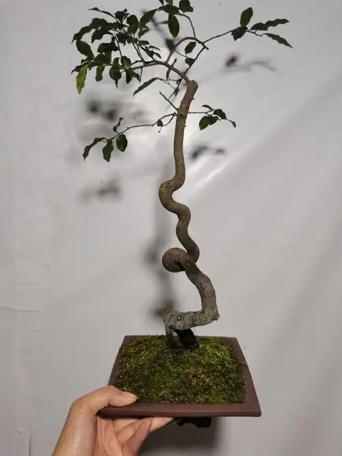 金弹子原生母桩小品