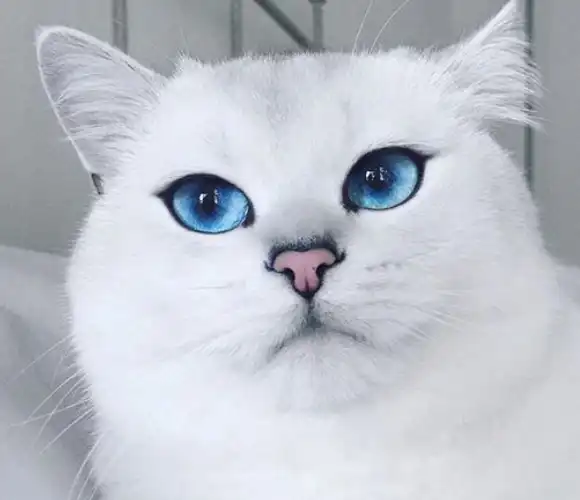 其实也是英短银渐层衍生出来的,这种猫有着深蓝色的眼睛,看起来非常