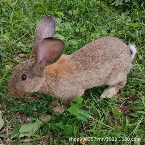 兔子活物兔苗 灰色杂交野兔 比利时活兔活崽 小兔子活物 种兔苗