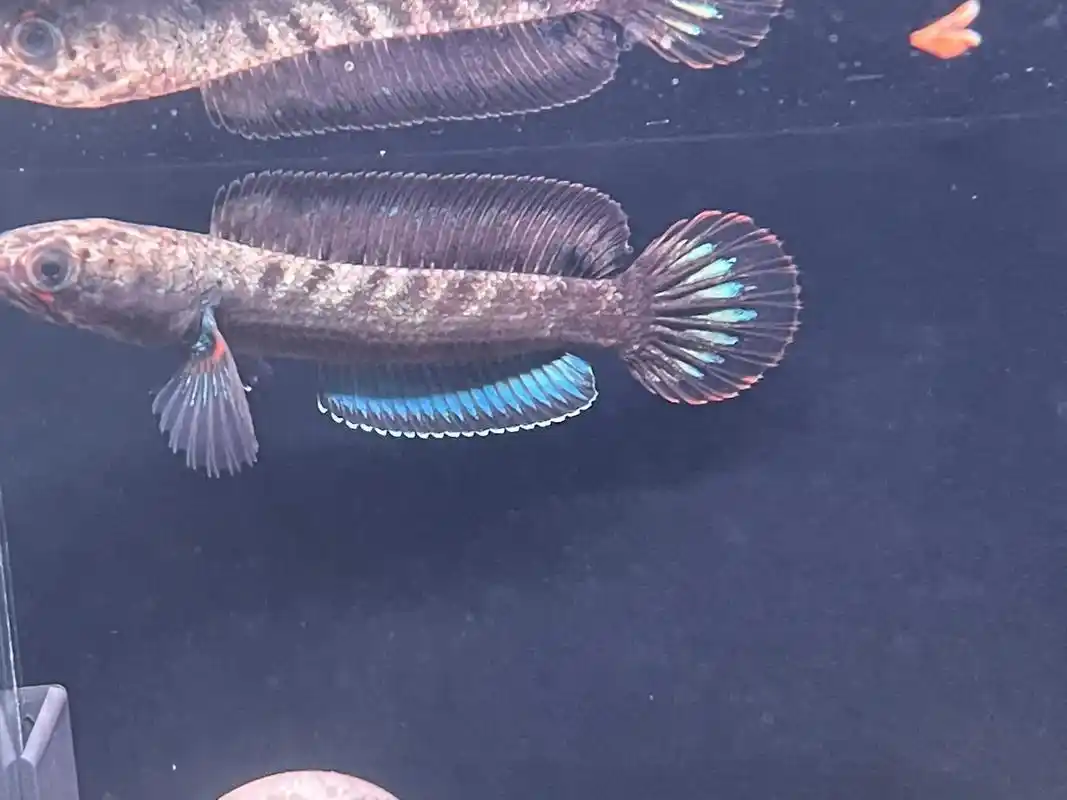 5-6cm的酒红雷龙拍摄作品 #雷龙鱼 #酒红雷龙 #养鱼人 - 抖音