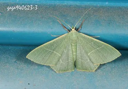 有谁知道这是什么飞蛾么