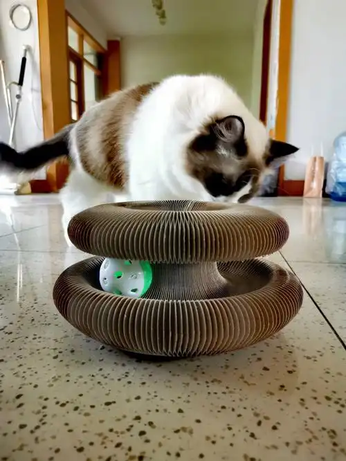 新买的猫玩具到啦