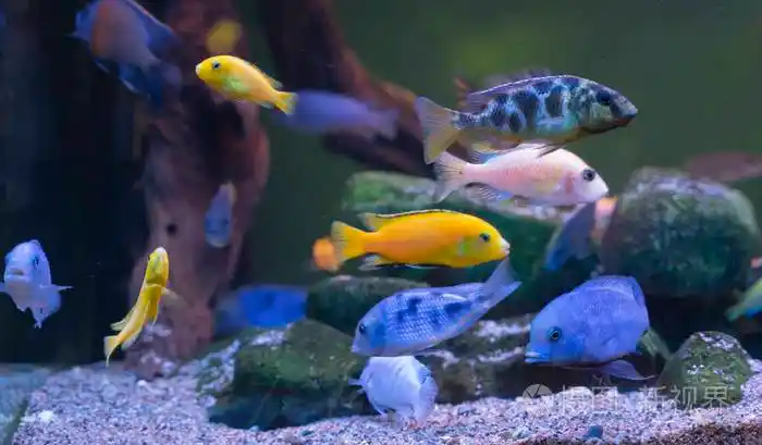 五颜六色的鱼在水下成群游动