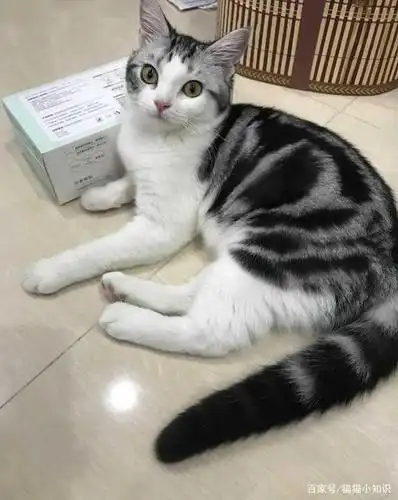 美短猫纯不纯,就看这6个地方,串串根本装不出来