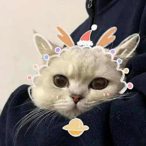 2021最新可爱的猫咪情侣头像一左一右