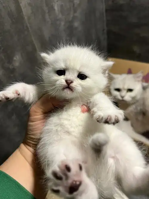 英短银渐层小奶猫