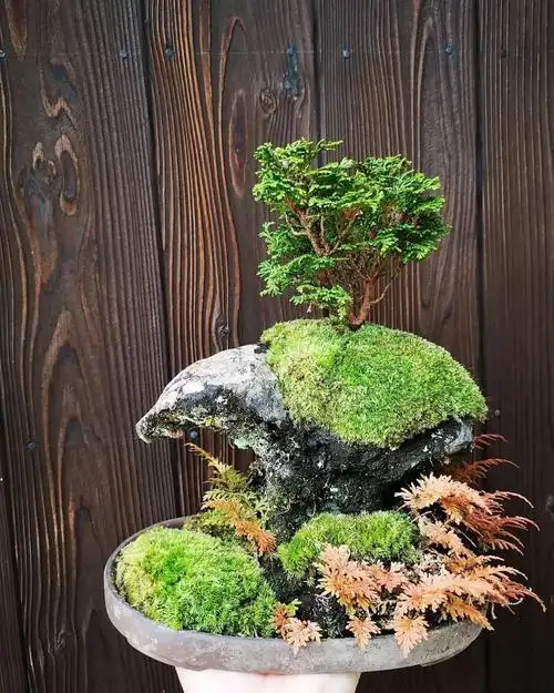 苔藓还能这么玩逼格瞬间爆表