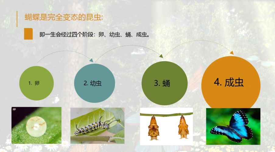 卵,幼虫,蛹,成虫,这就是蝴蝶的完全变态发育过程