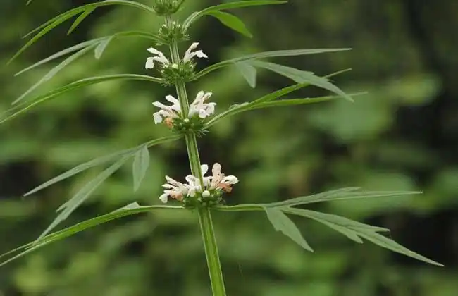 益母草种类图片大全