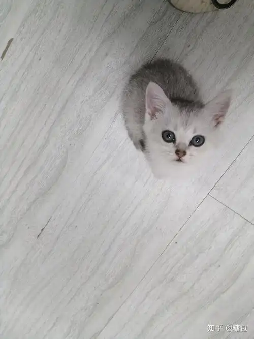 请问这只银渐层,品相怎么样,五百值吗?后面是他的爸爸妈妈?