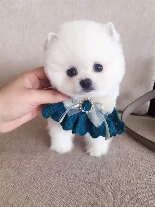 我最喜欢的一只小狗,茶杯狗