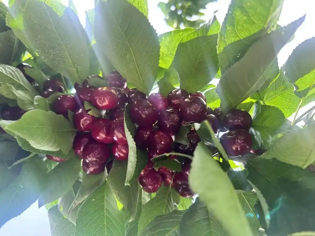 四川汉源车厘子90 又名(大樱桃)上市啦! 来自自家果园