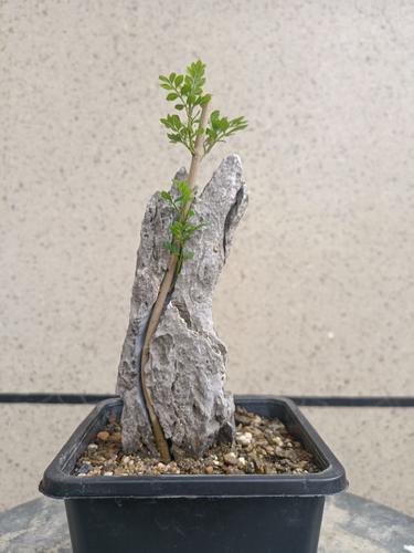 对节白蜡附石盆景熟桩绿植素材