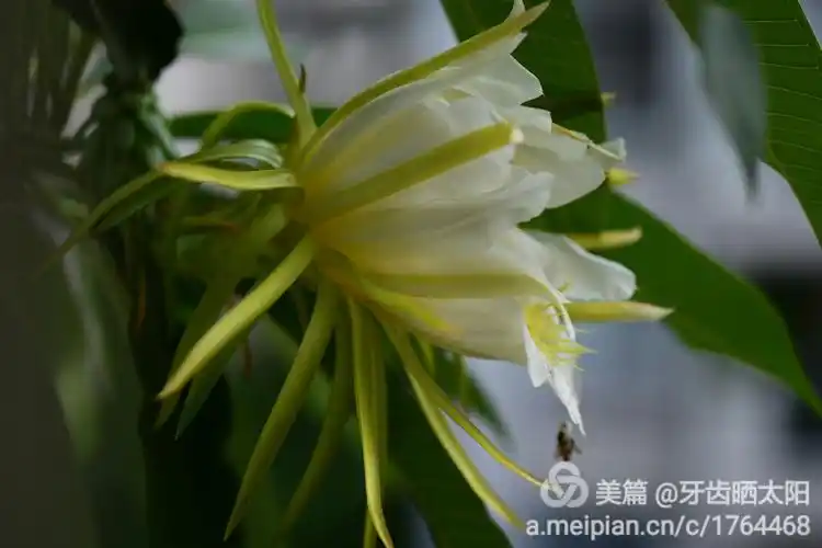 兴趣 昙花一现之霸王花 写美篇这霸王花真的像昙花一现,只不过昙花是