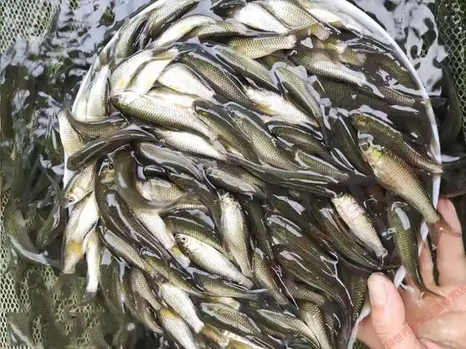 草鱼鱼苗特大草10厘米脆鲩一斤苗半斤小淡水养殖食用活体四大家鱼 草