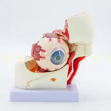 眼球眼眶大模型解剖眼睛眼外构造教学医学其他模型玩具 原价155元