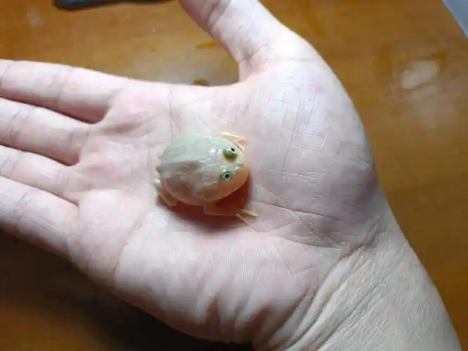 同款蛙蛙有售,小丑,蝴蝶,非牛,火龙#爬寵日常  #家有爬宠  #角蛙