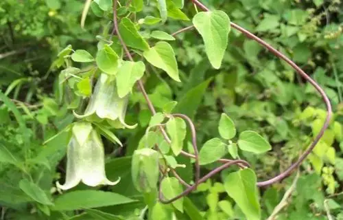 野生党参如何辨别