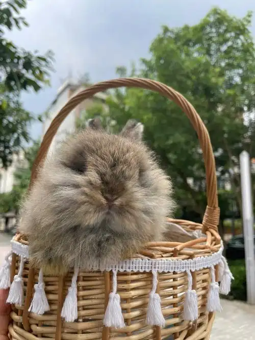 美双血爆毛栗色侏儒兔找家长