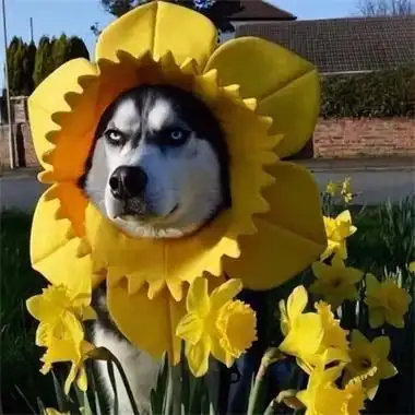 搞怪头像图片逗比抖音很搞笑的沙雕头像图