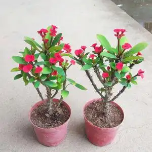 老桩小叶小花虎刺梅