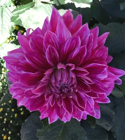 这些小花形成了大丽花的花瓣,它们随着开花时间的先后次序而慢慢长大