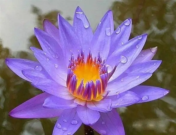 2021年女人好运吉祥微信头像.