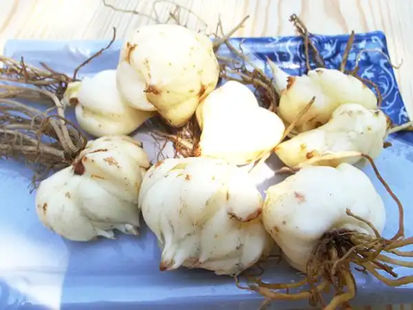 百合花的根和茎是什么样子