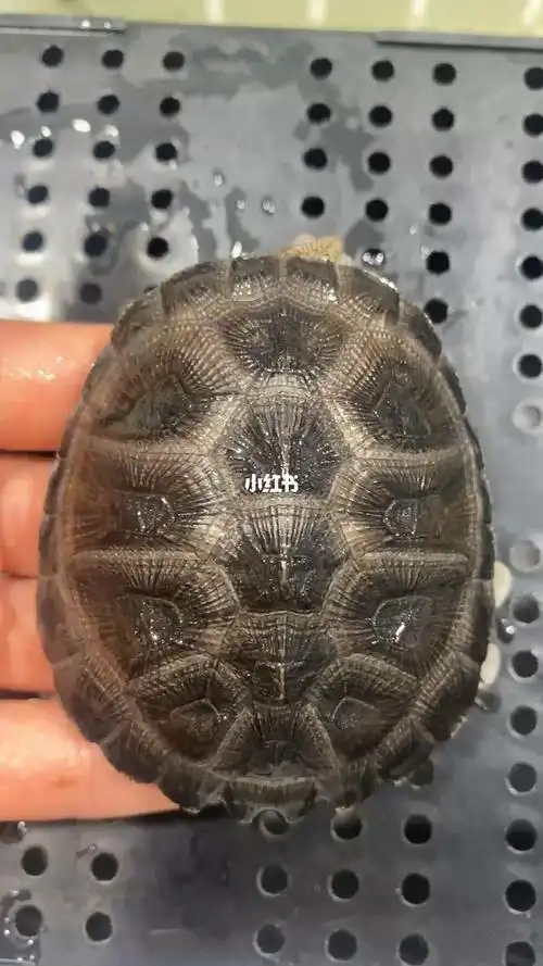 西非二弟棱背侧颈龟