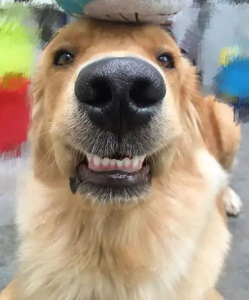 玩具掉下来,可是它的表情依旧不变,依旧是那个贱贱的笑容暖男金毛就这