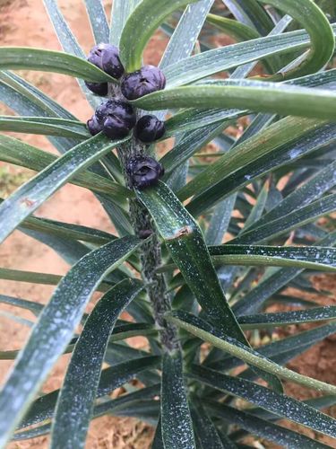 2021新采宜兴新鲜百合籽5斤包邮农家天然无硫食用功效大百合子