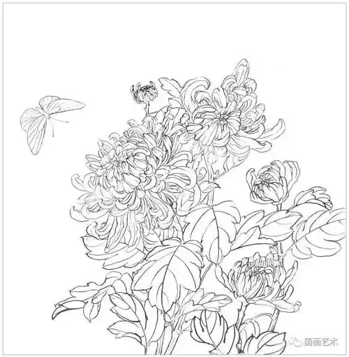 图文教程教你画工笔菊花