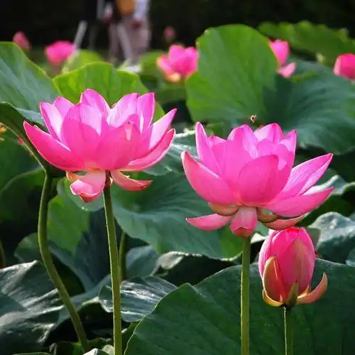 好看吉祥的微信头像漂亮的荷花最适合妈妈们使用了