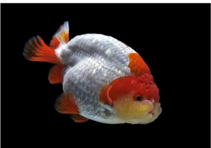 潘氏奶牛国粹金鱼观赏鱼包活好养活鱼苗水墨玉兔67cm精品随机兰寿1条