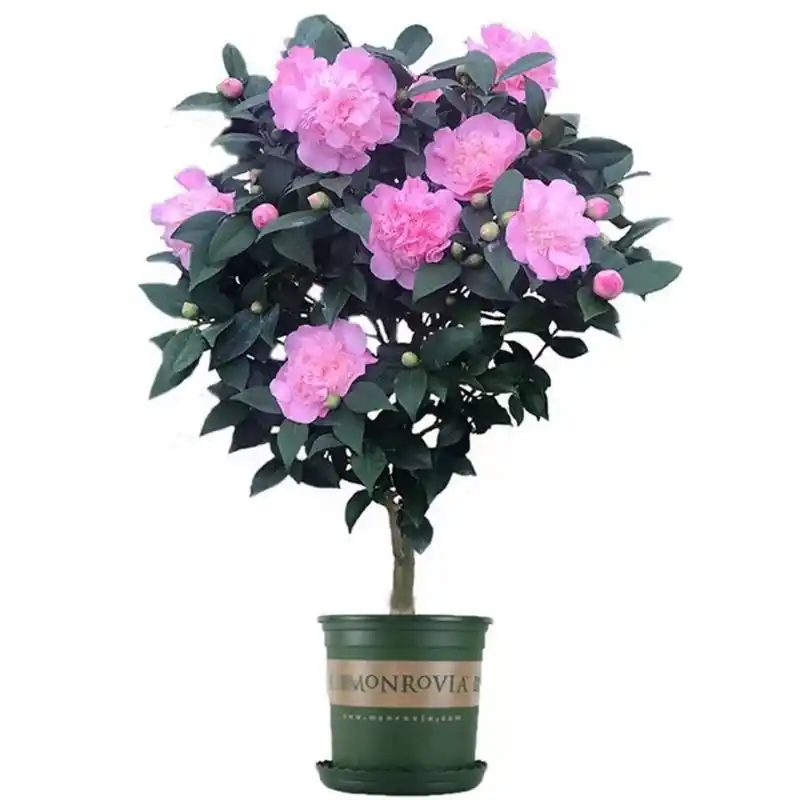 山茶花盆栽带花苞树苗五色赤丹名贵稀有茶花室内阳台植物耐寒易养