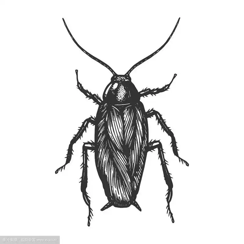 蟑螂虫素描版画