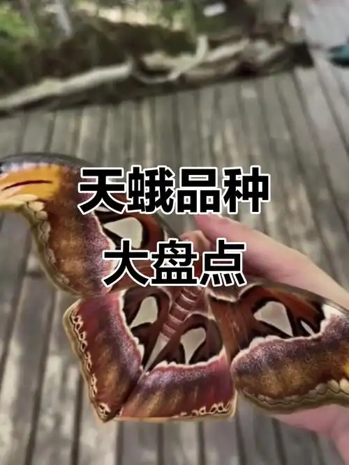 13种天蛾大揭秘,哪种最美丽?