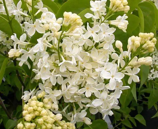 毛萼云南丁香(植物)