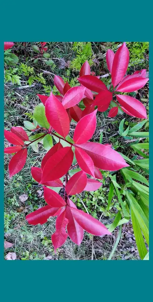 红叶石楠,叶色艳丽,极具生机.