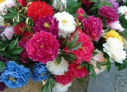 大爷从小摊贩那,买了株"五色牡丹",养大后一看,火冒三丈!