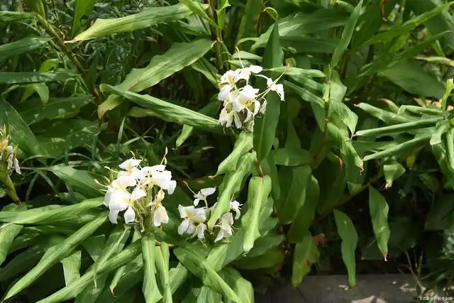 包括黄精,多花黄精和滇黄精,俗称鸡头黄精,姜形黄精和大黄精