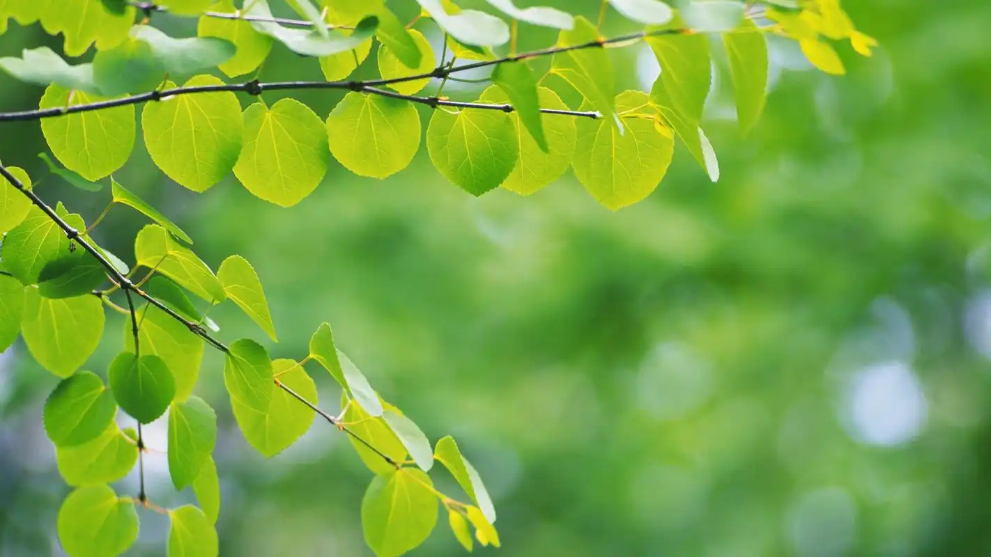 翠绿的树叶绿色护眼高清宽屏壁纸