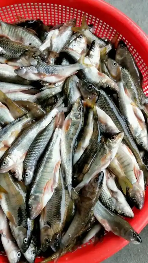 处理好的大别山小河鱼