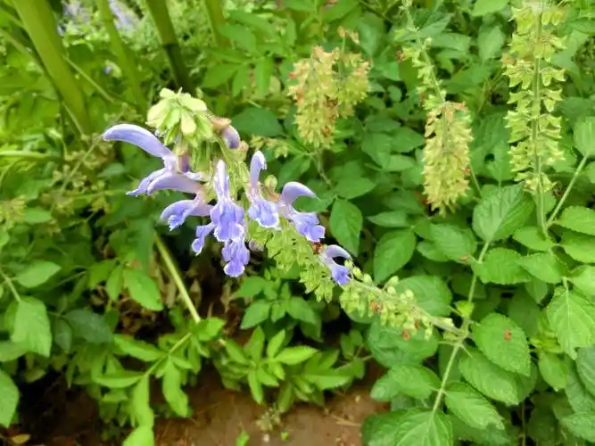 每天一味中草药丹参红颜色的参治疗冠心病