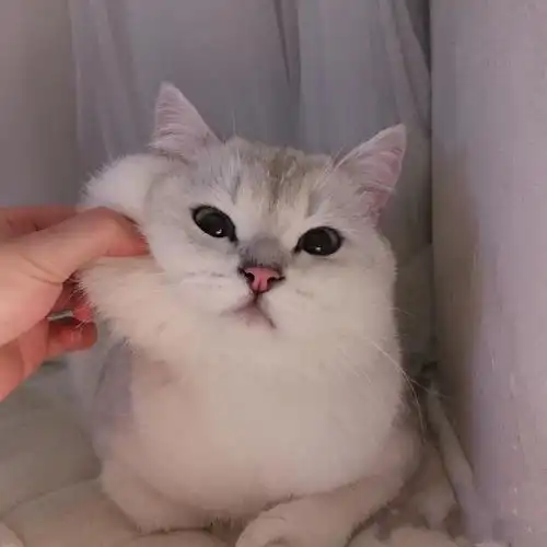 猫咪英短银渐层短毛活体可爱宠物幼崽银点小猫猫咪