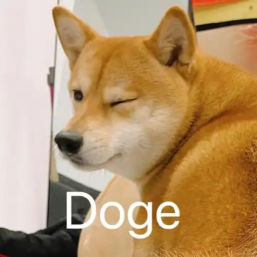 萌宠汪星人doge眨眼搞怪逗gif动图_动态图_表情包下载_soogif
