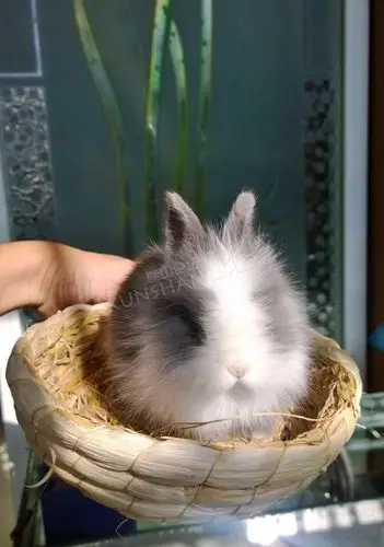 低价转让道奇长毛兔一只