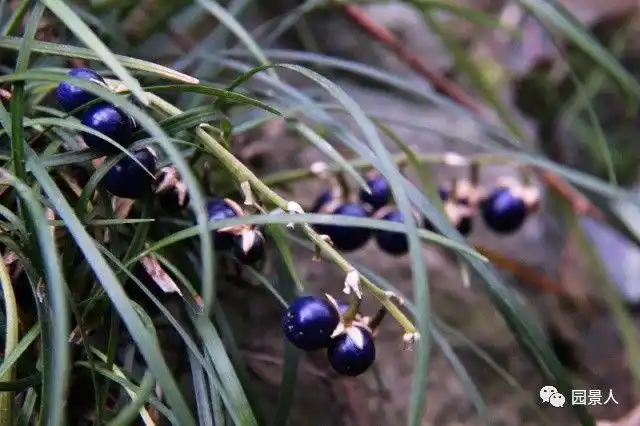 沿阶草果实首轮果实的比拼中,最先被鉴别的是四号选手吉祥草,一身红妆